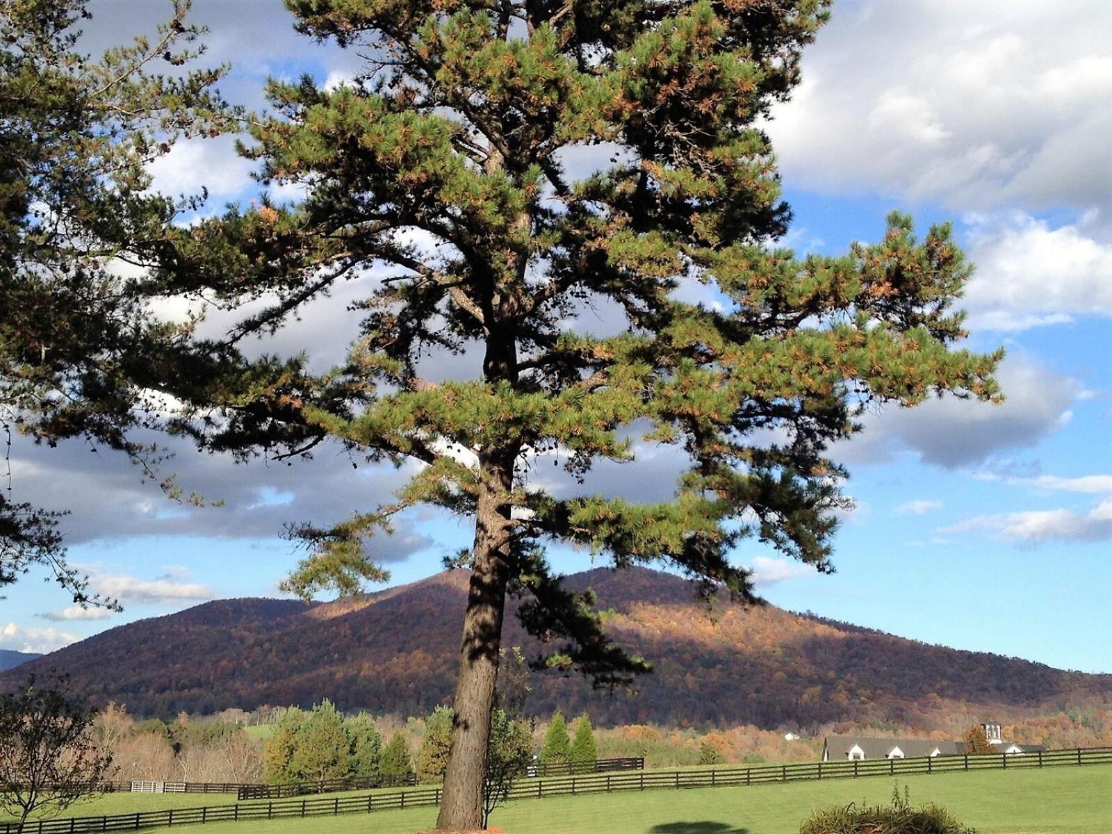 Montfair Resort Farm Crozet Номер фото