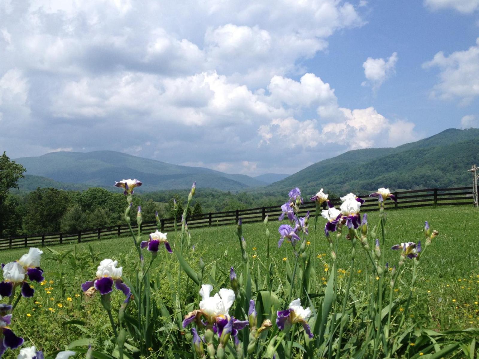Montfair Resort Farm Crozet Номер фото